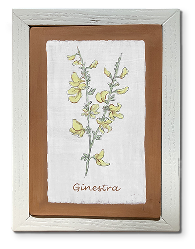 ginestra